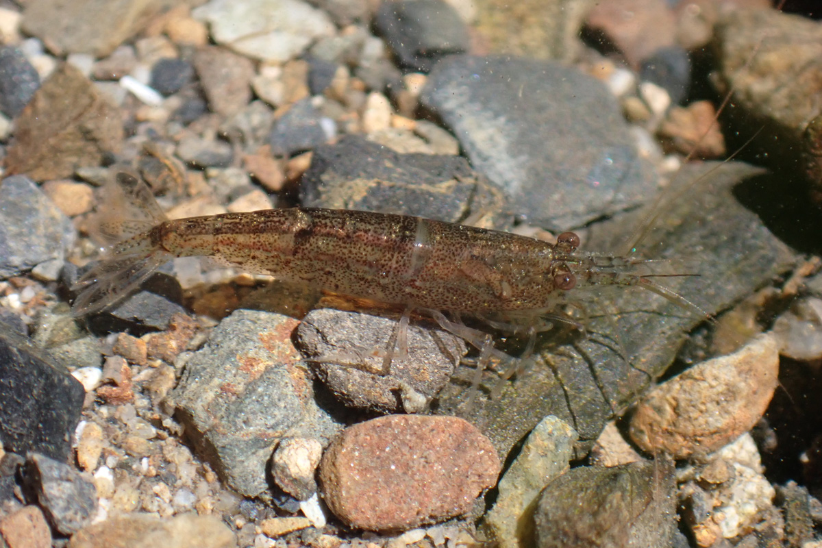 Freshwater Shrimp