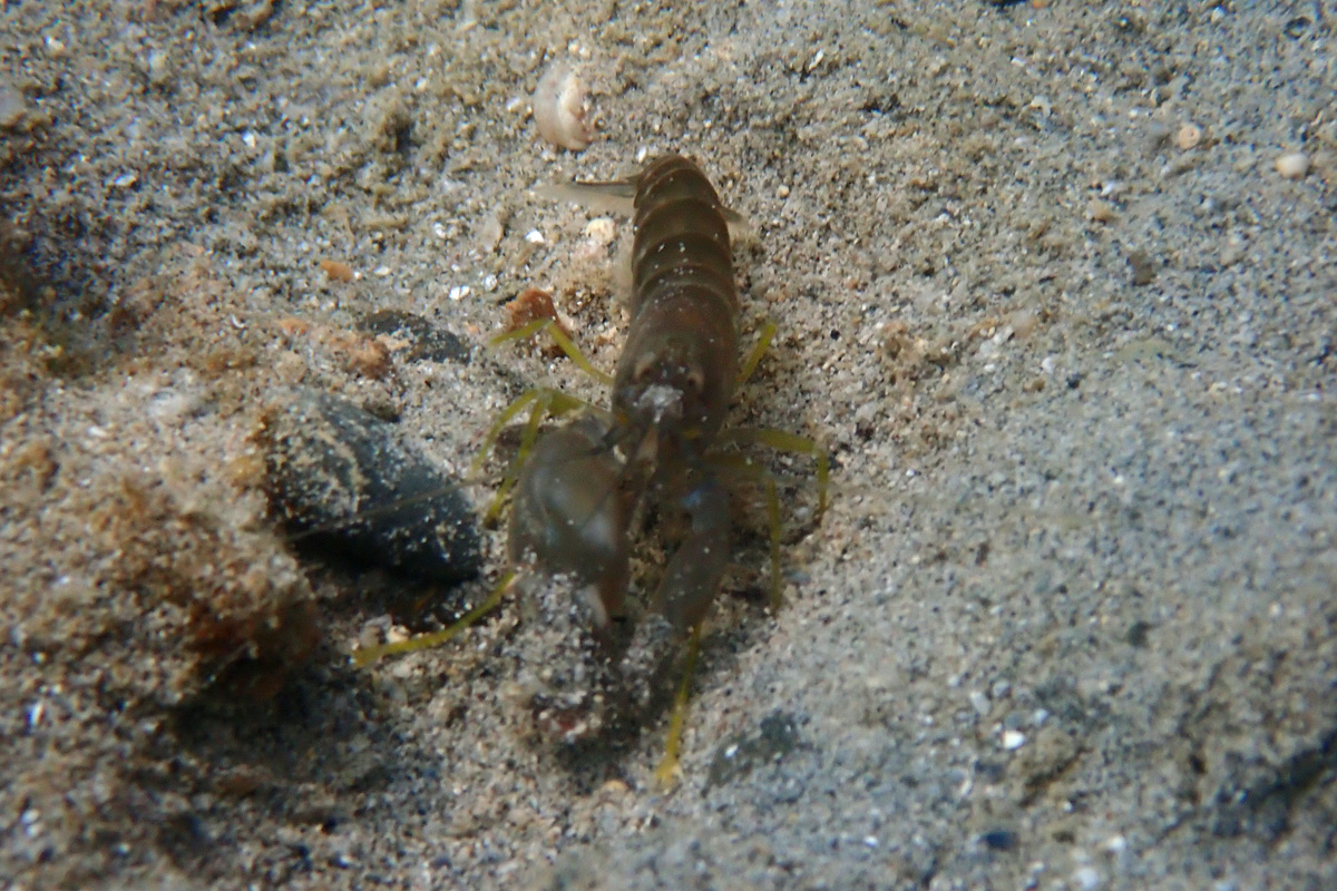 Alpheus Snapping Shrimp