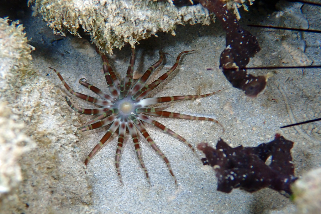 Sand Anemone