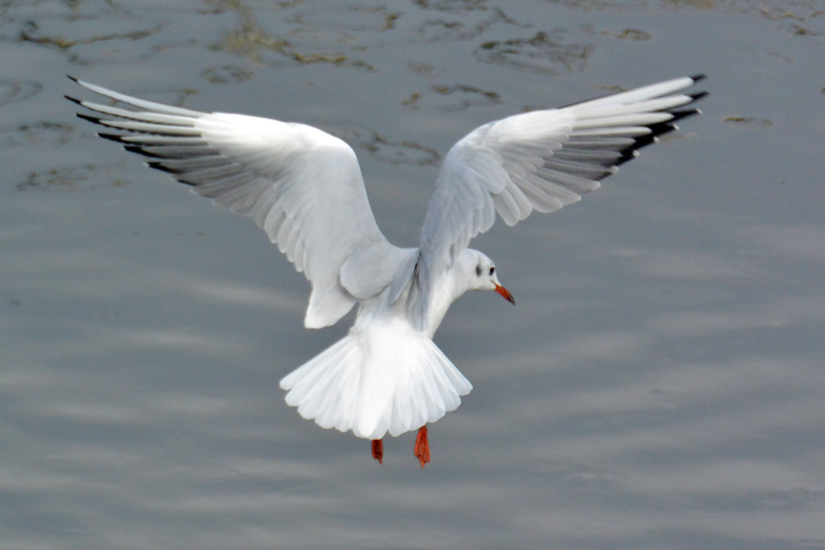 Black-headed Gull – ユリカモメ