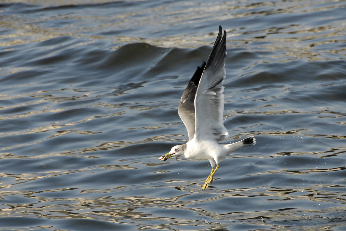 Black-tailed Gull – ウミネコ