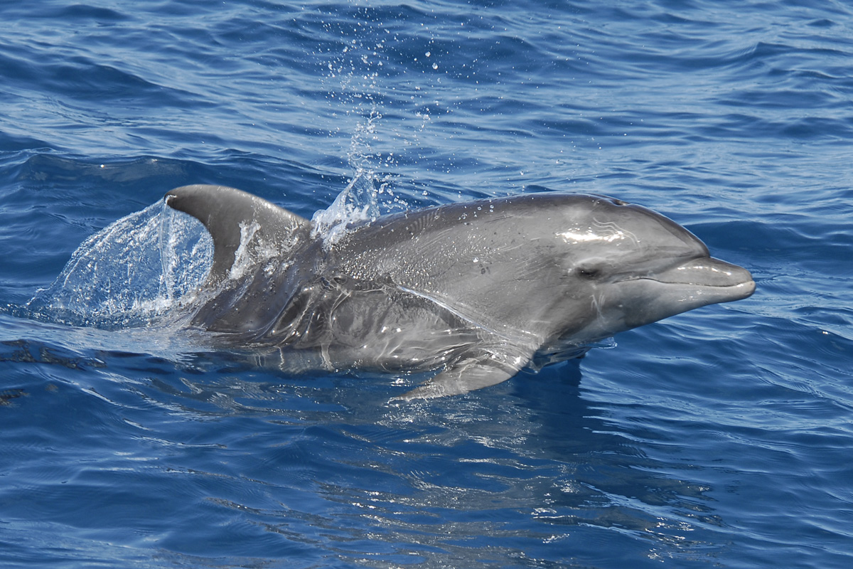 Bottlenose Dolphin – ハンドウイルカ