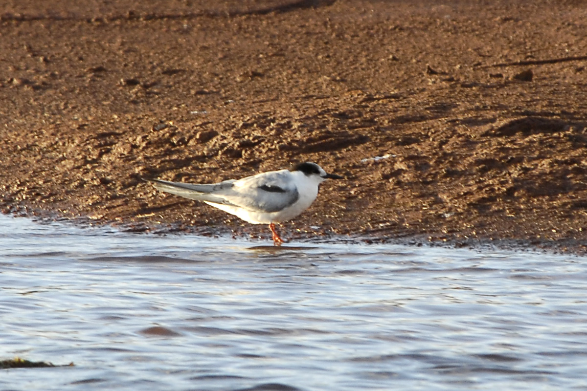 Common Tern – アジサシ
