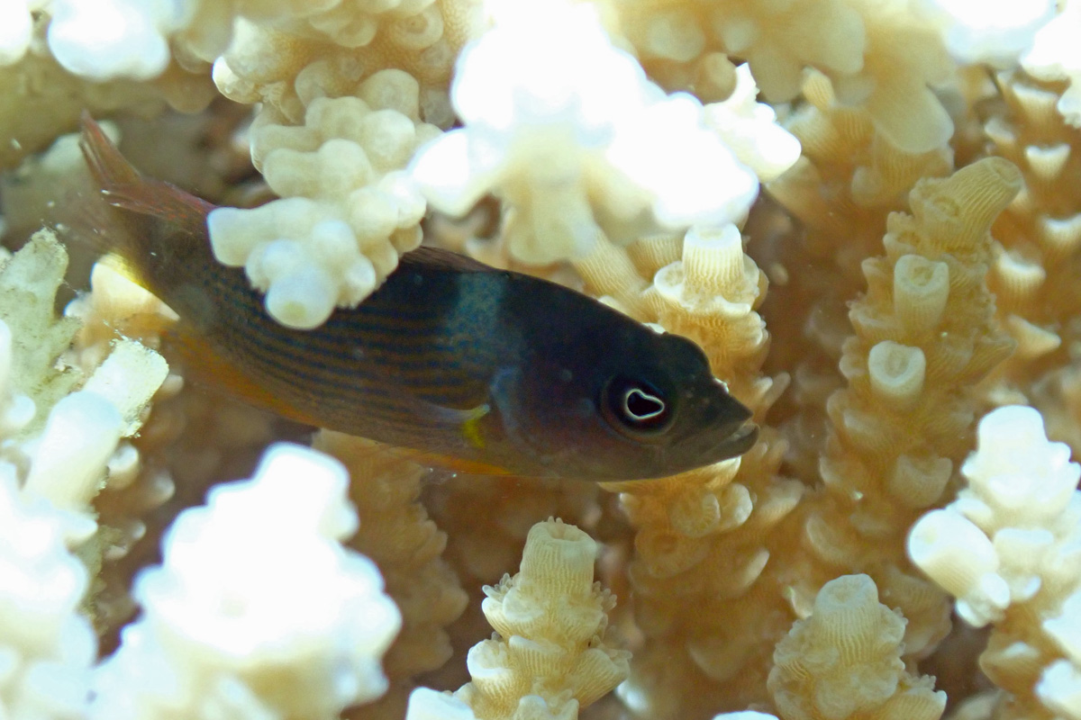 Dusky Dottyback – セダカニセメギス