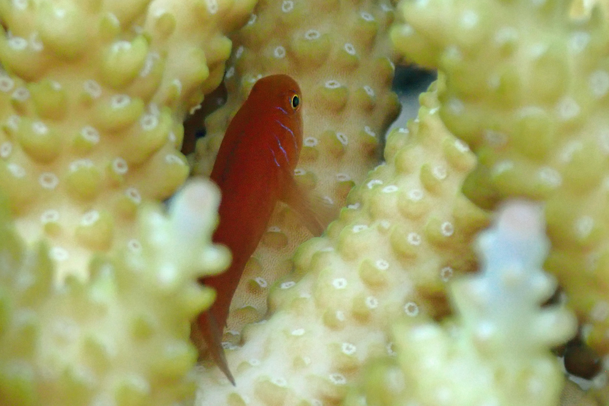 Fiveline Coralgoby – フタイロサンゴハゼ