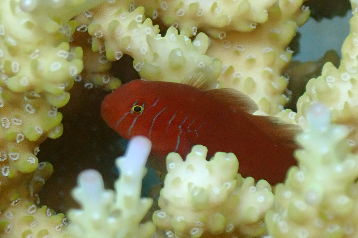 Fiveline Coralgoby – フタイロサンゴハゼ