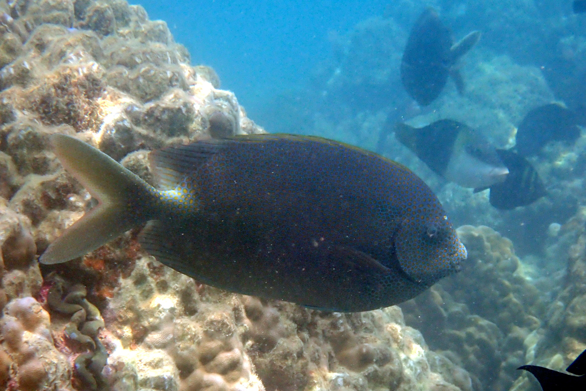 Goldspotted Rabbitfish – ブチアイゴ