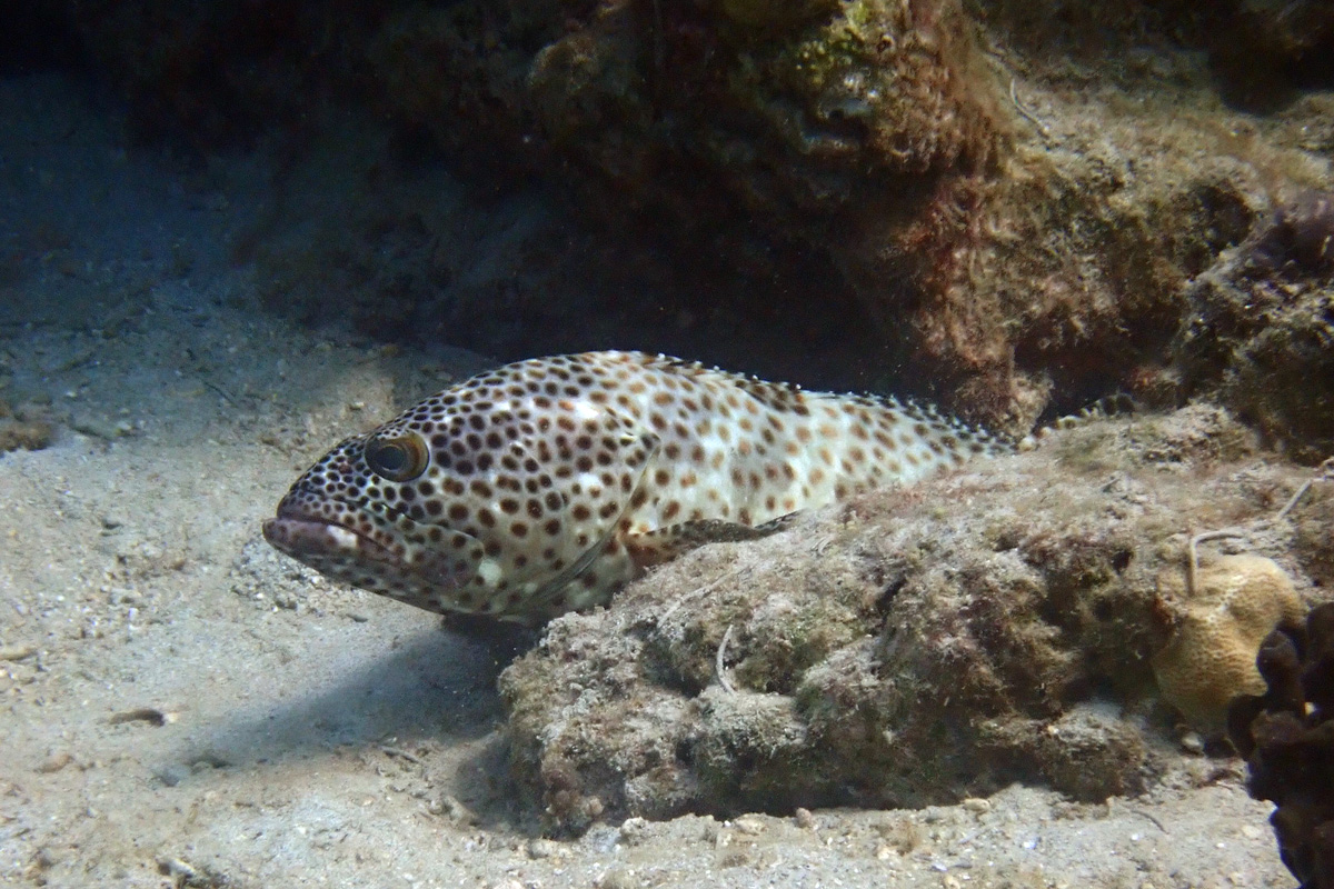Greasy Grouper – ヒトミハタ