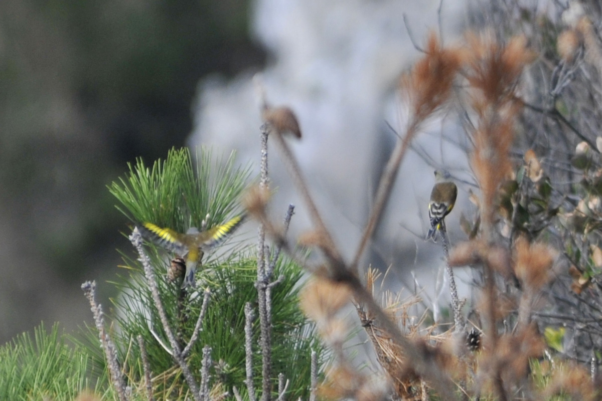 Oriental Greenfinch – カワラヒワ