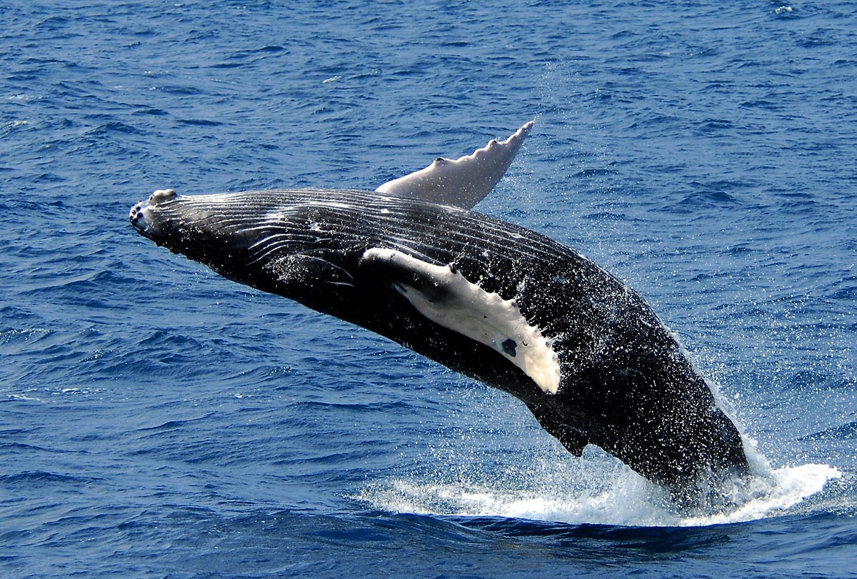 Humpback Whale – ザトウクジラ