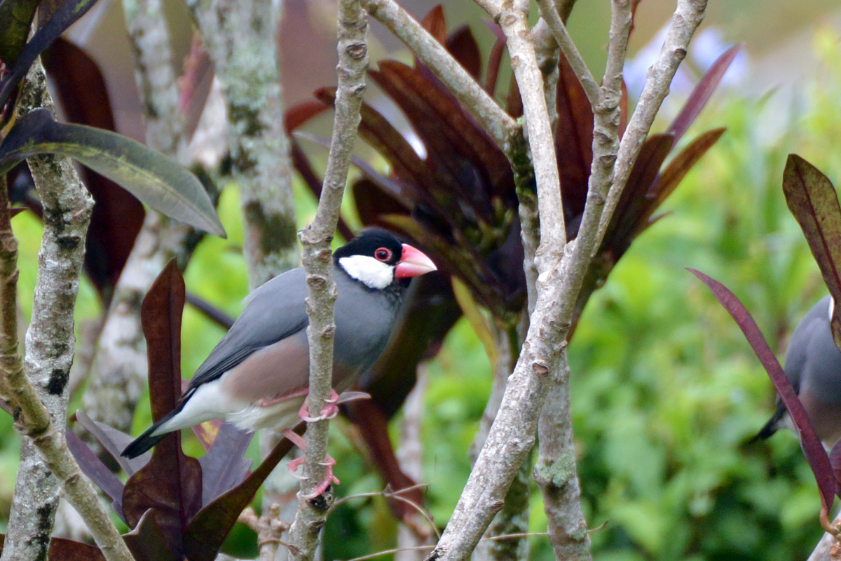 Java Sparrow – ブンチョウ