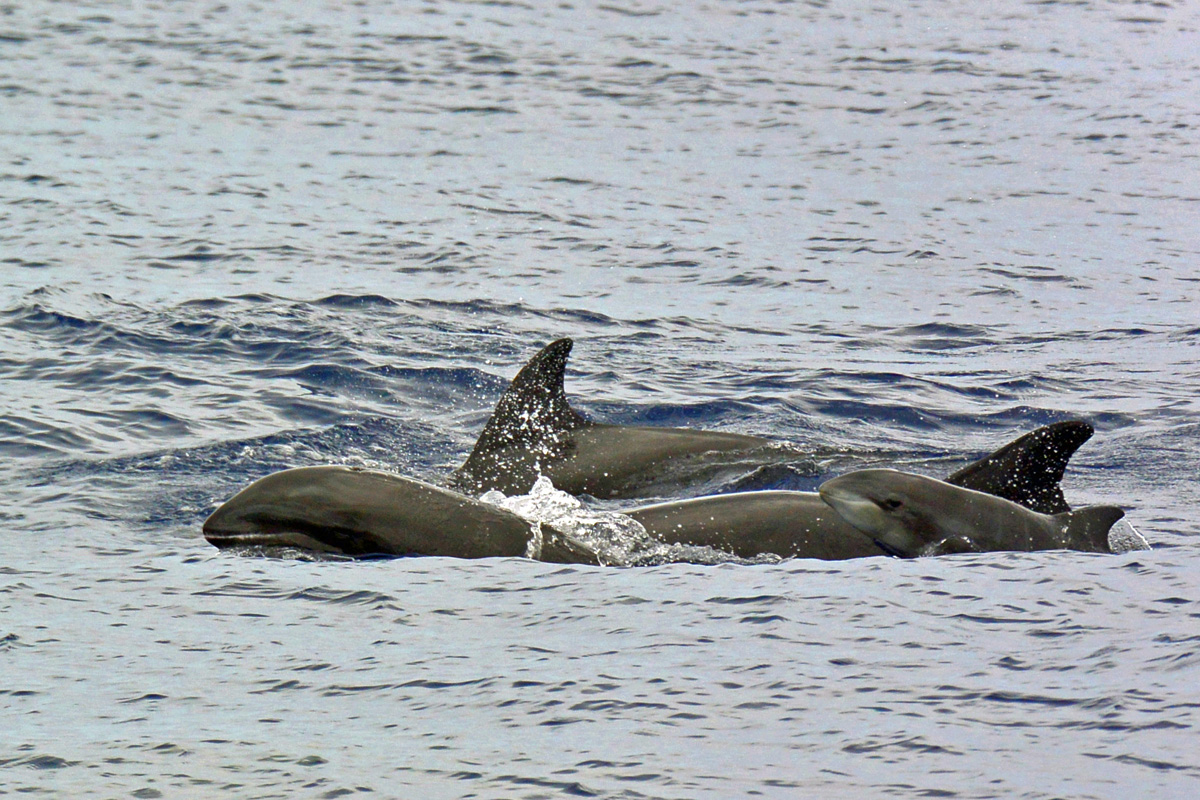 Melon-headed Whale – カズハゴンドウ