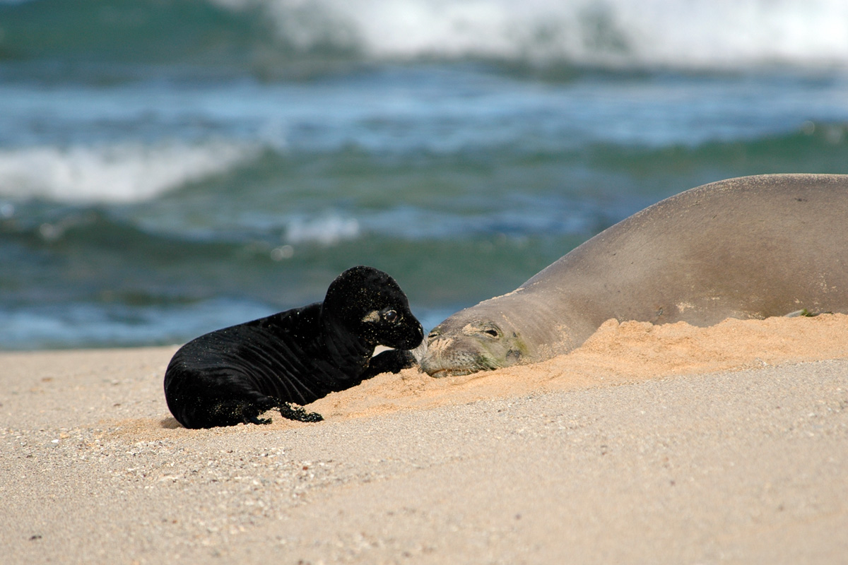 Hawaiian Monk Seal – ハワイモンクアザラシ