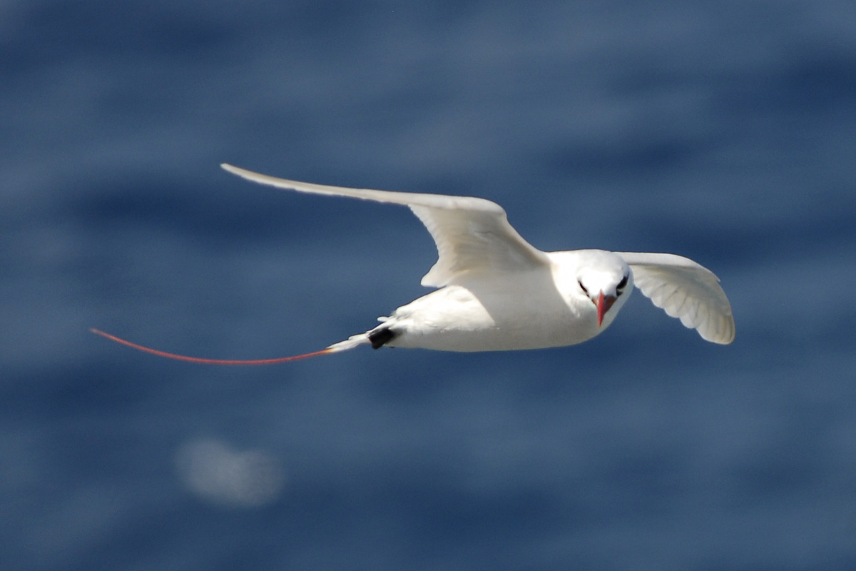 Red-tailed Tropicbird – アカオネッタイチョウ