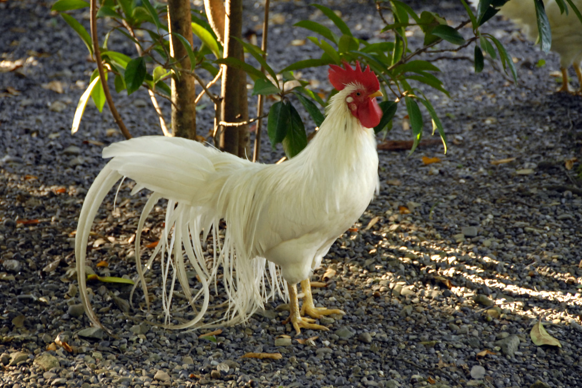 Chicken – ニワトリ