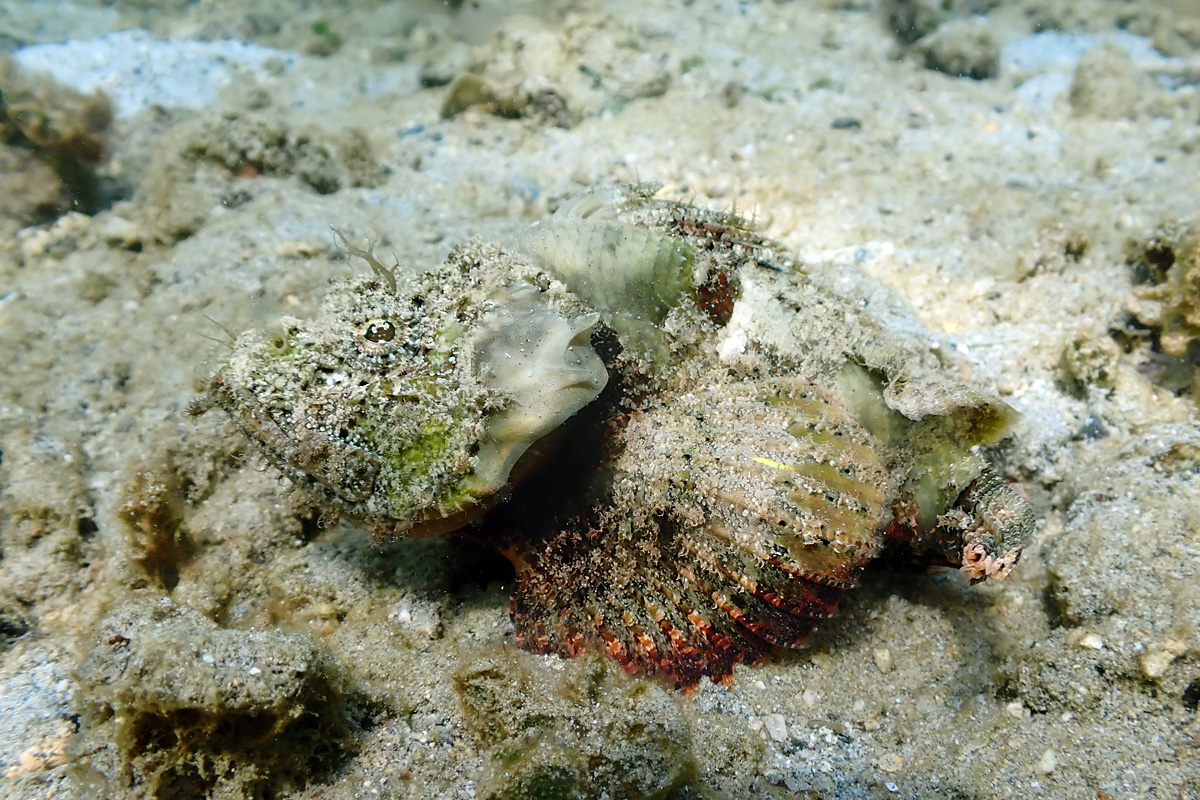 Yellowfin Scorpionfish – サツマカサゴ