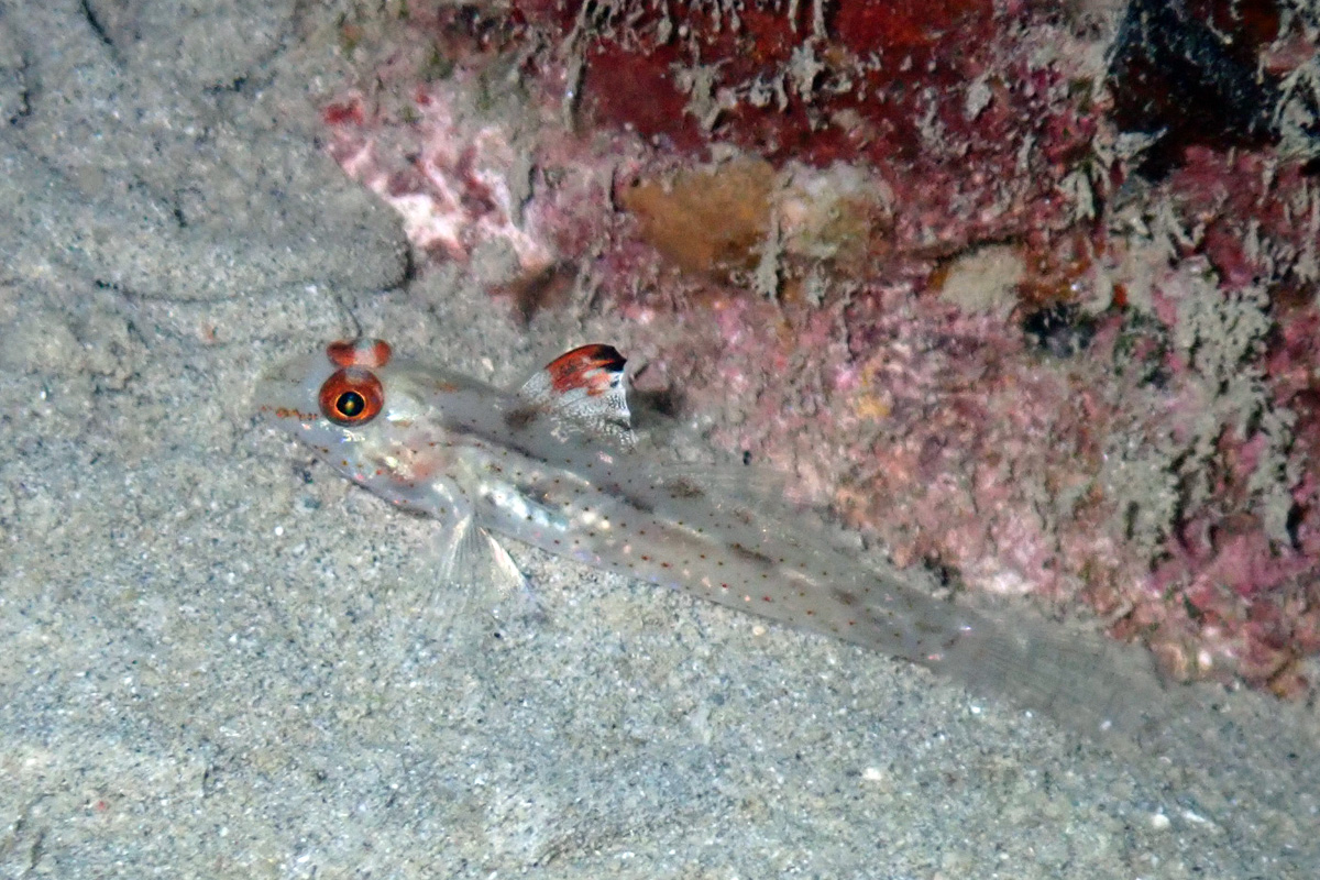 Signalfin Sandgoby – ヒレフリサンカクハゼ