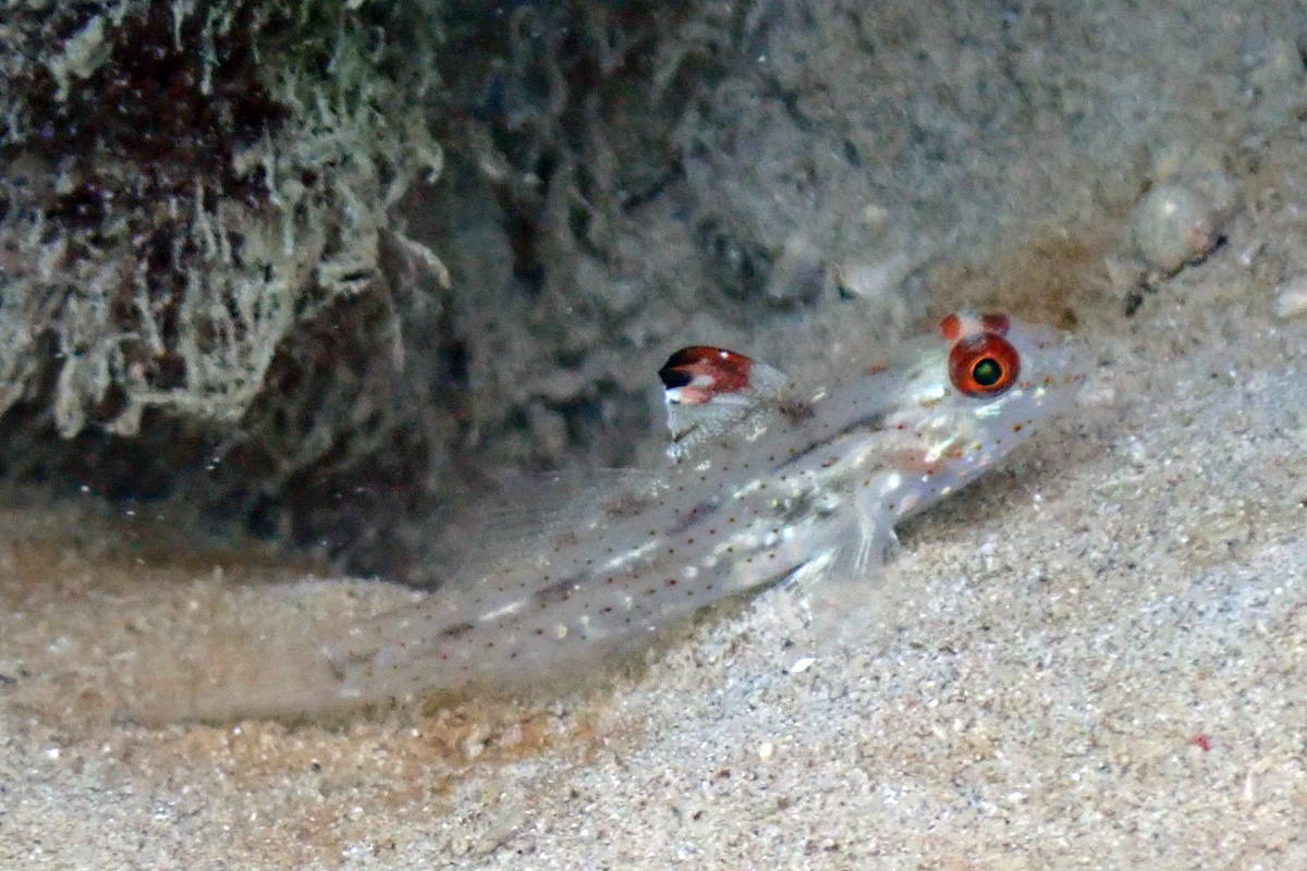 Signalfin Sandgoby – ヒレフリサンカクハゼ