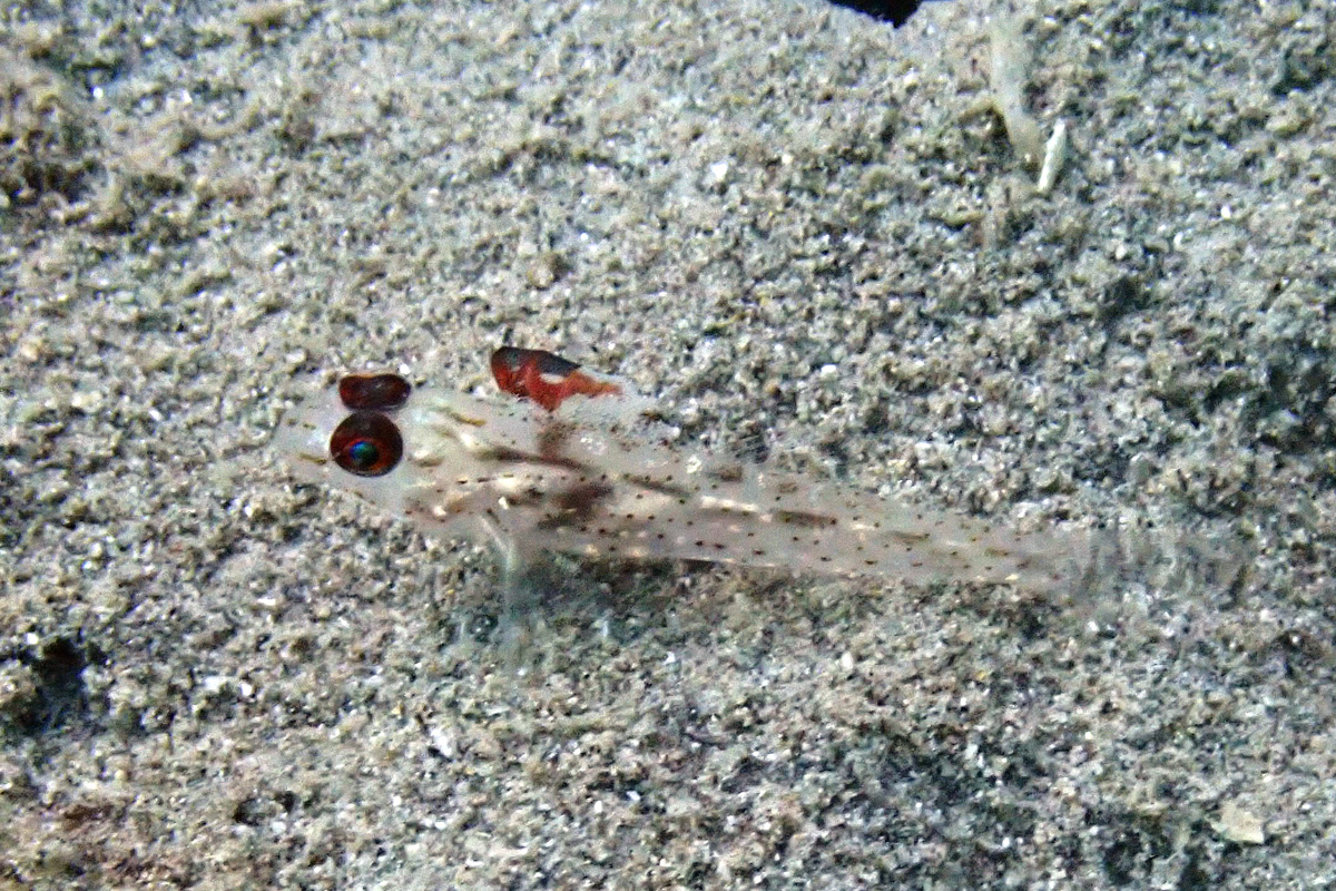 Signalfin Sandgoby – ヒレフリサンカクハゼ