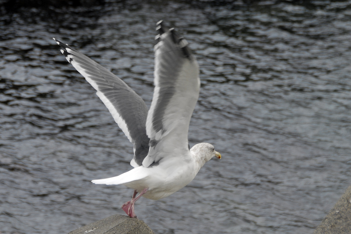 Slaty-backed Gull – オオセグロカモメ