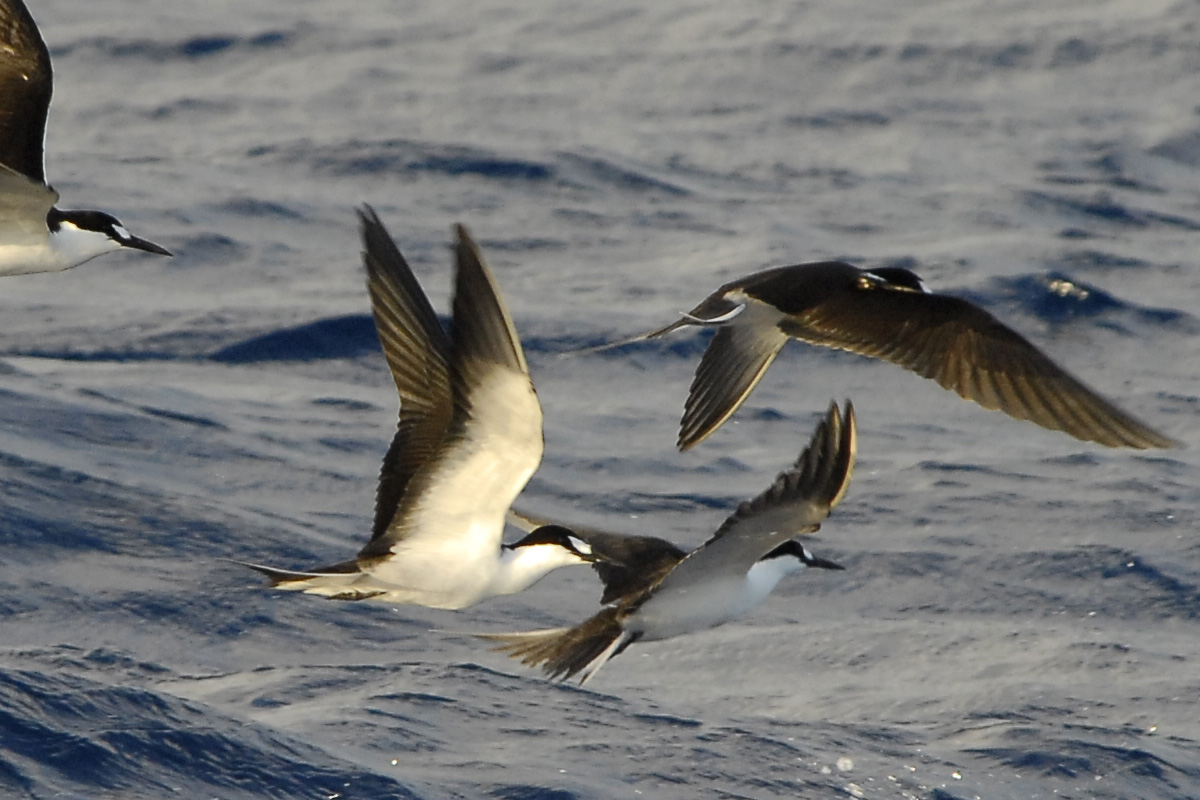 Sooty Tern – セグロアジサシ