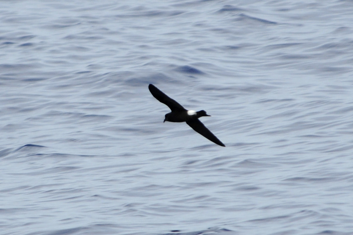 Band-rumped Storm-Petrel – クロコシジロウミツバメ