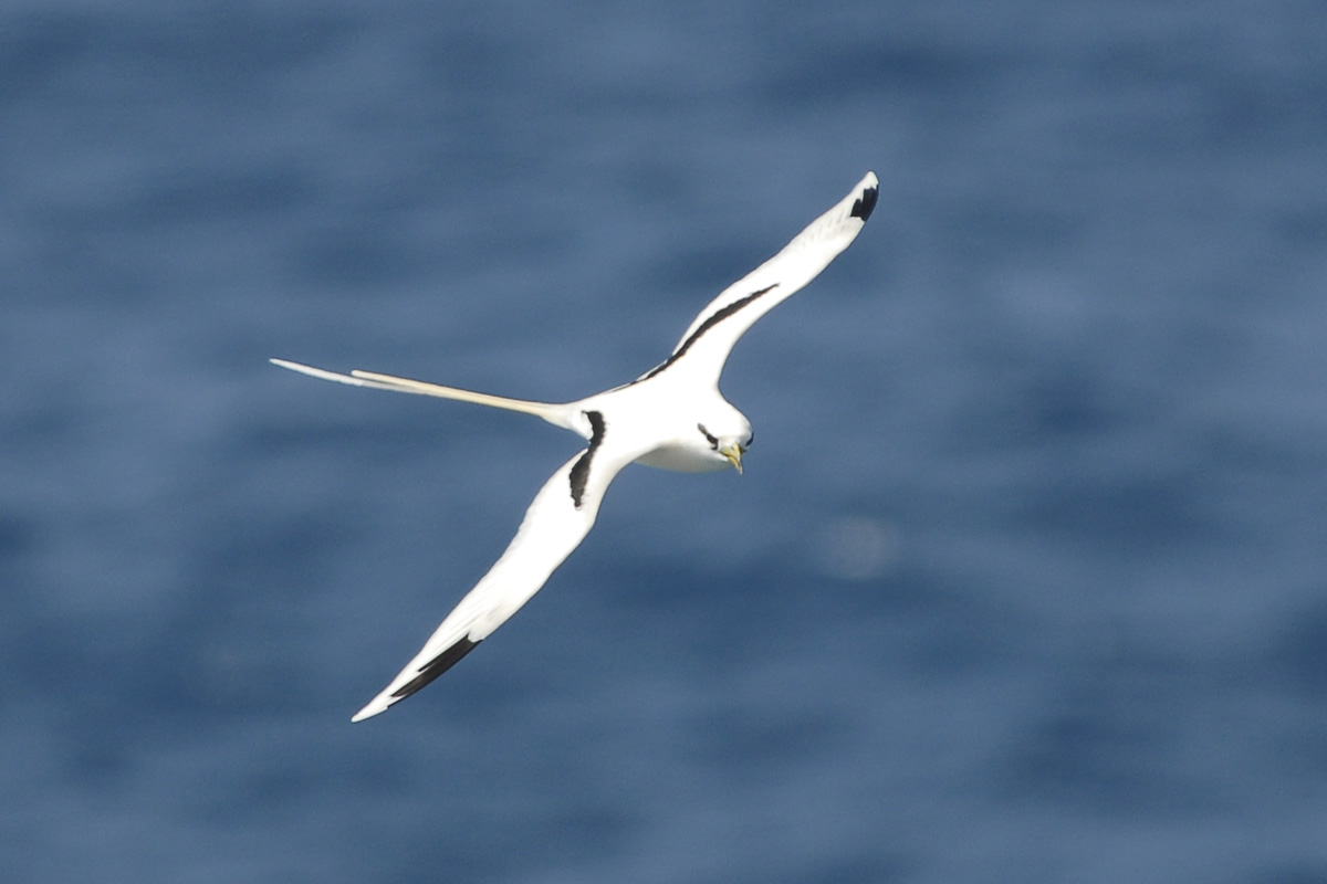 White-tailed Tropicbird – シラオネッタイチョウ