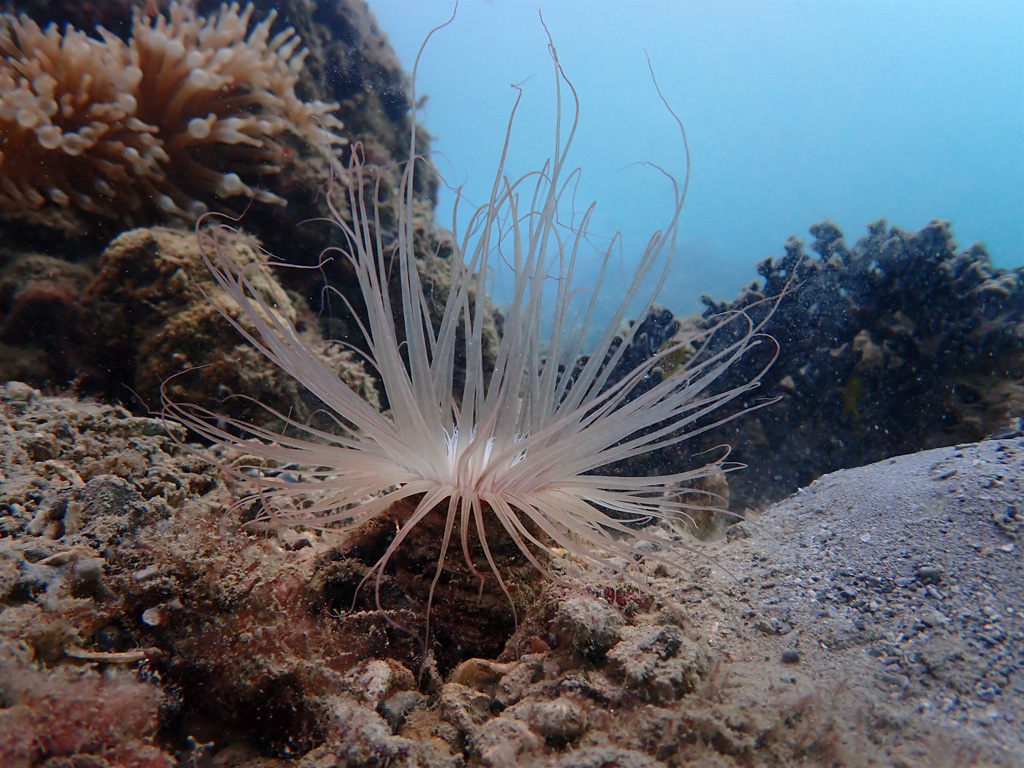 Tube Anemones