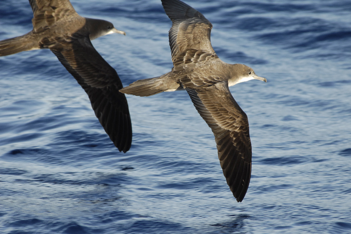 Wedge-tailed Shearwater – オナガミズナギドリ