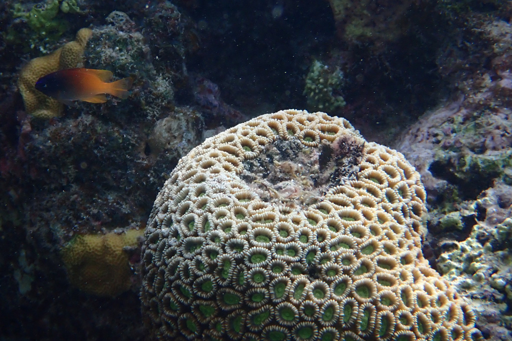 Zoanthids
