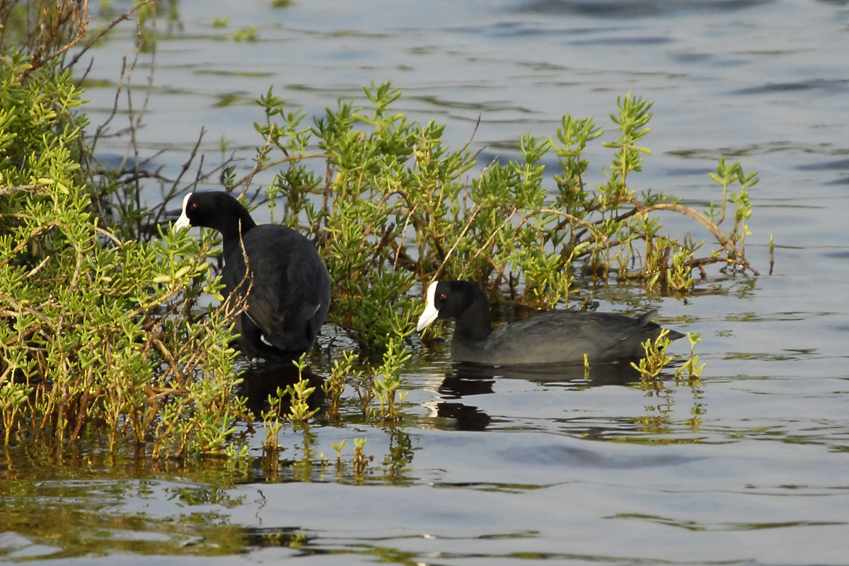 Alae Keokeo – ハワイオオバン