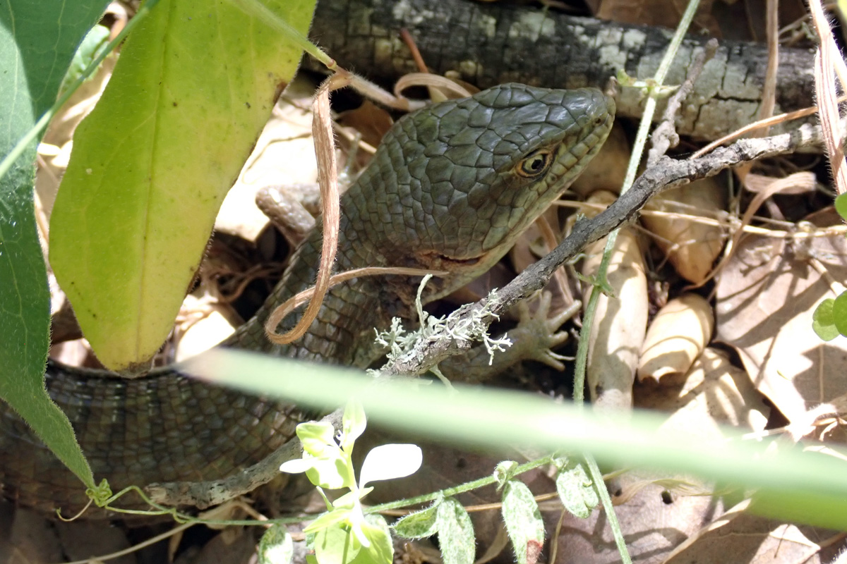 Southern Alligator Lizard – ミナミワニトカゲ