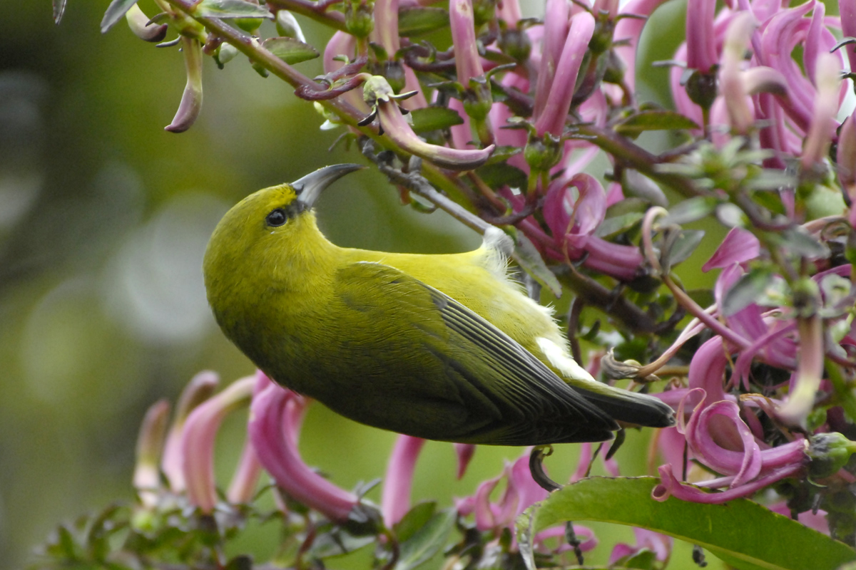 Kauai Amakihi – カウアイミツスイ