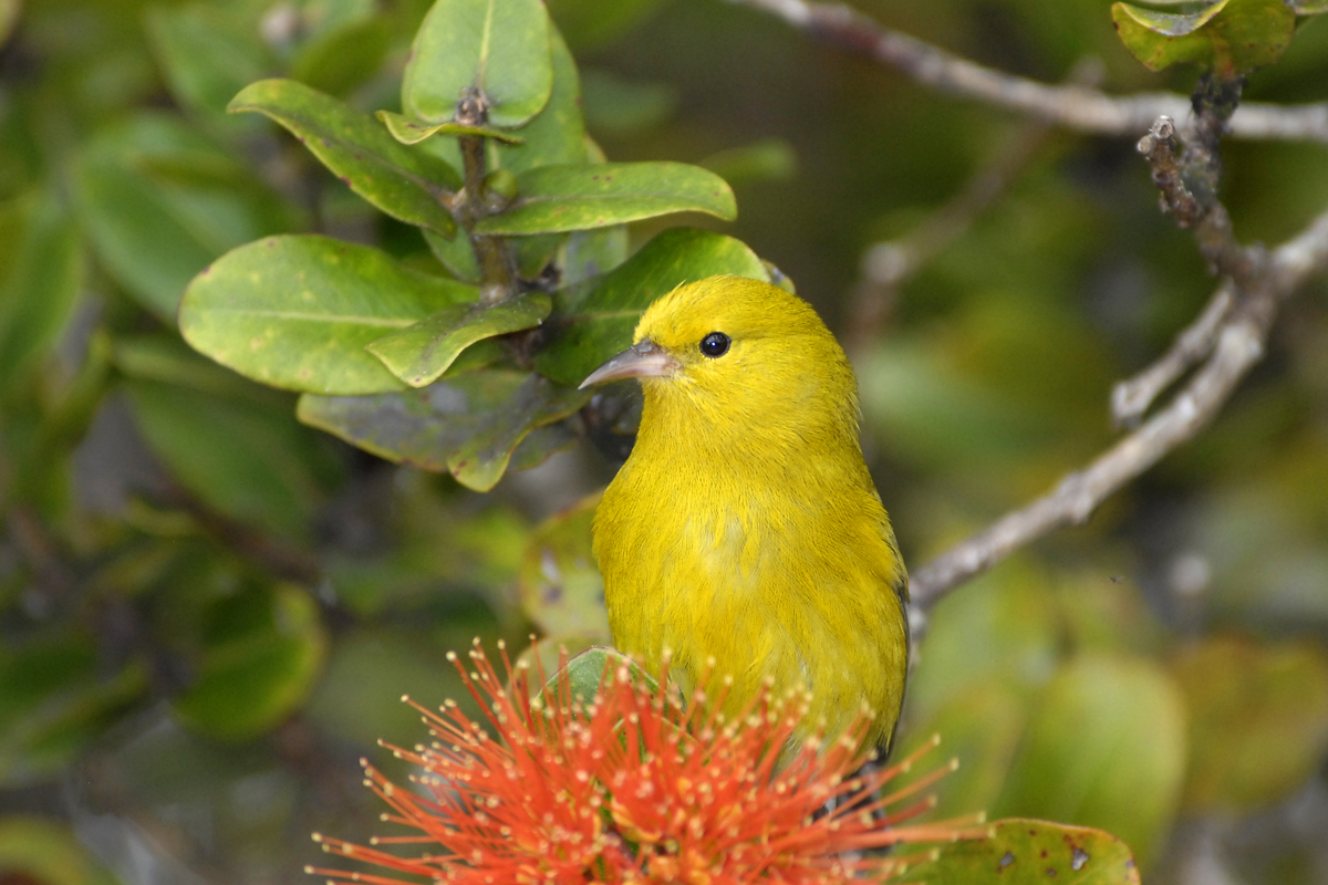 Anianiau – コハワイミツスイ