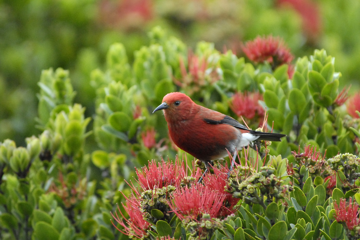 Apapane – アカハワイミツスイ