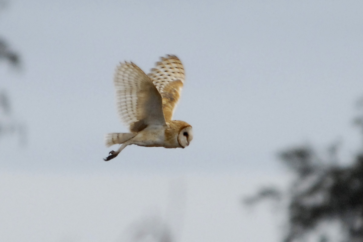 American Barn Owl – アメリカメンフクロウ