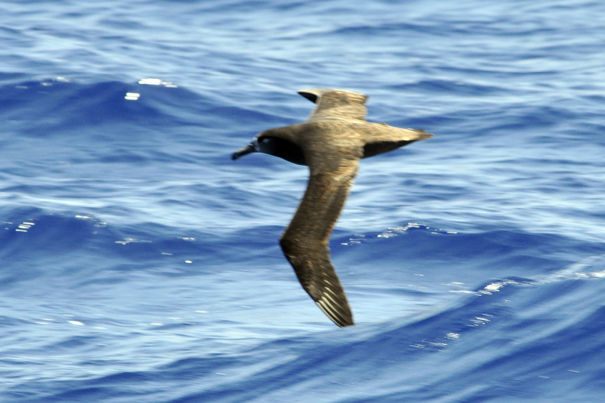 Black-footed Albatross – クロアシアホウドリ