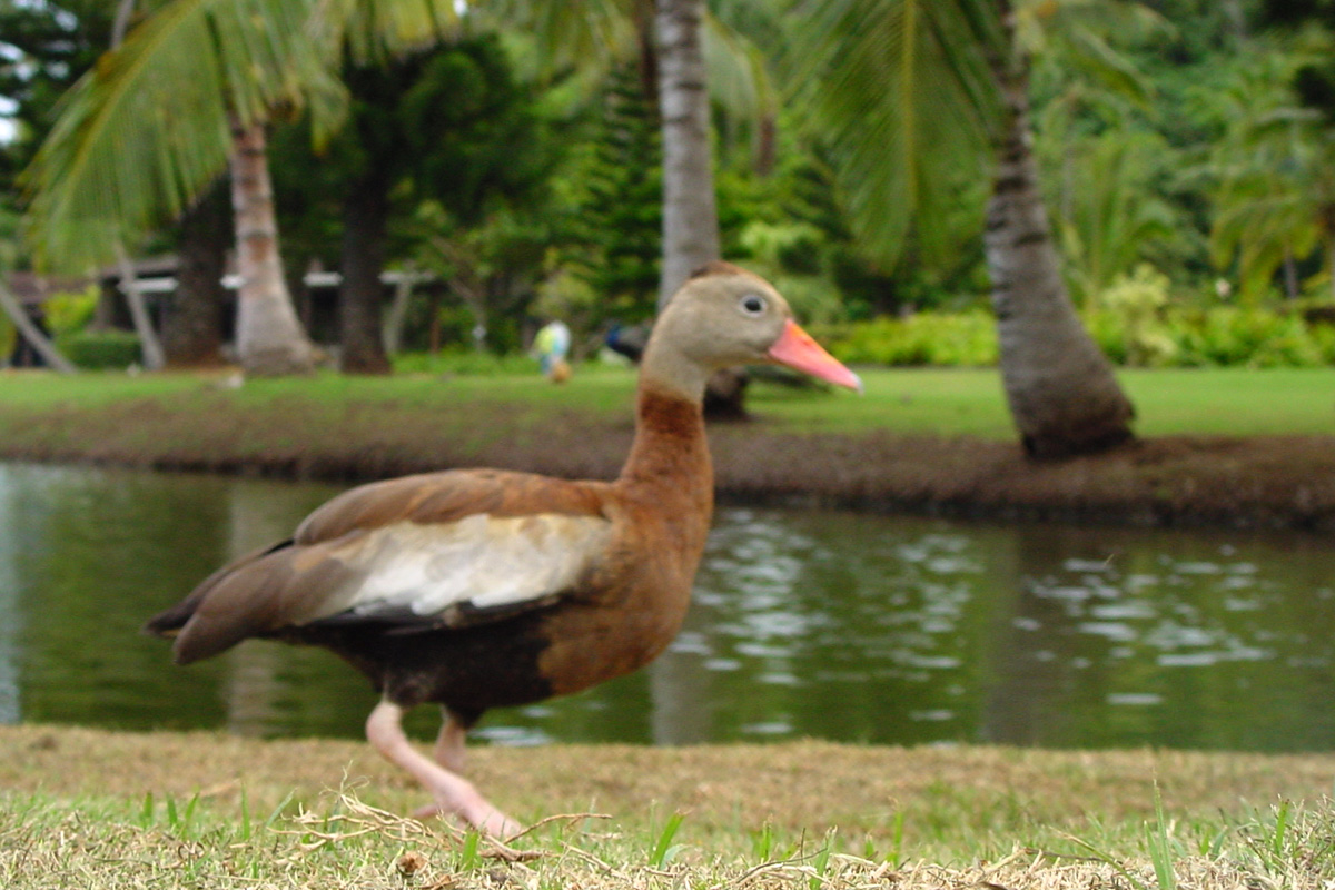 Black-bellied Whistling-Duck – アカハシリュウキュウガモ