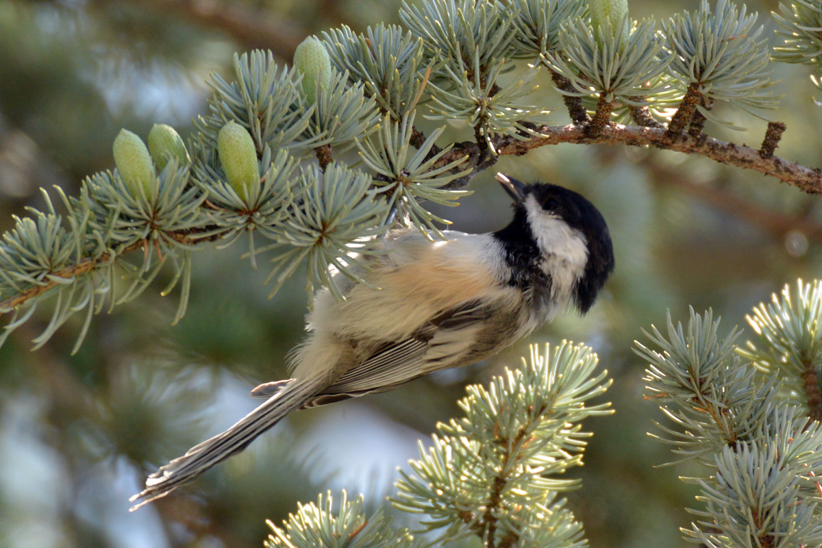Black-capped Chickadee – アメリカコガラ
