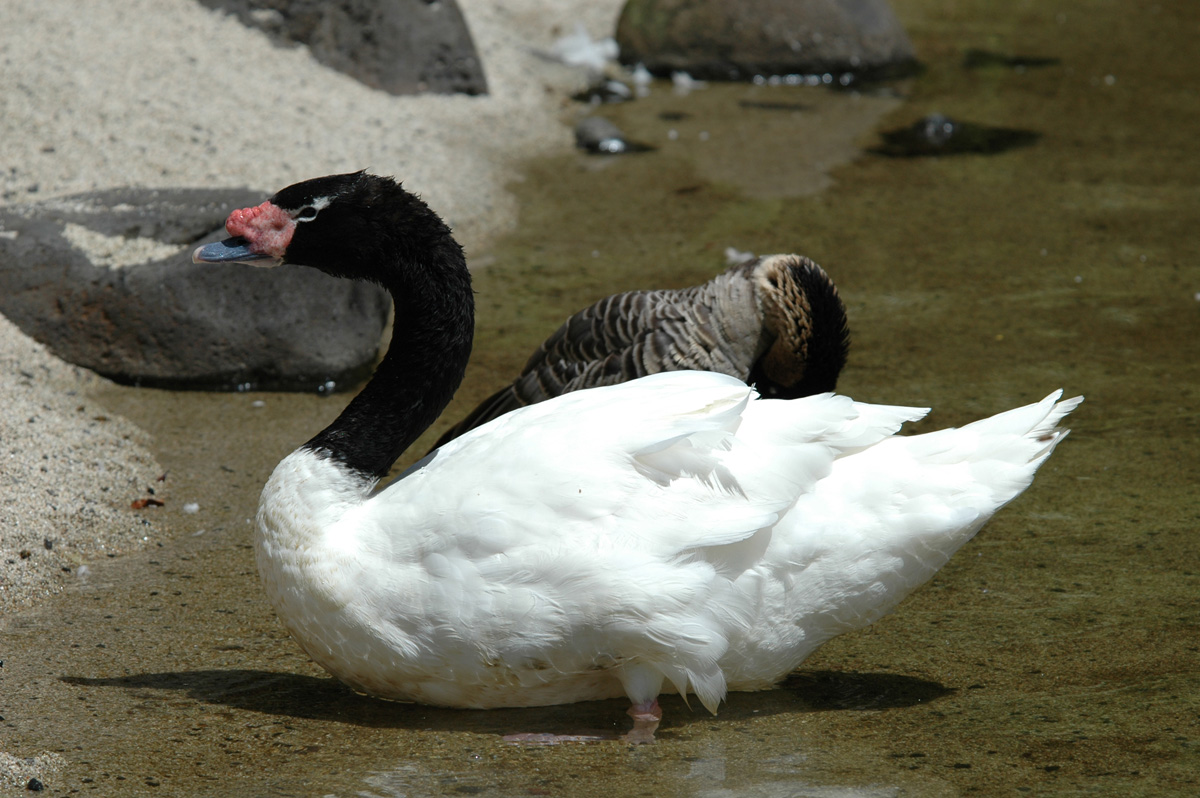 Black-necked Swan – クロエリハクチョウ