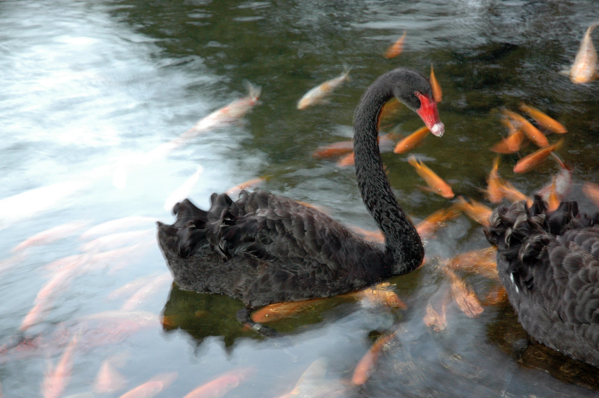 Black Swan – コクチョウ