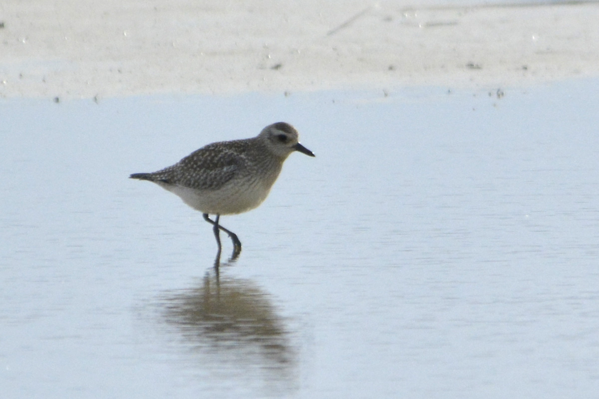 Black-bellied Plover – ダイゼン