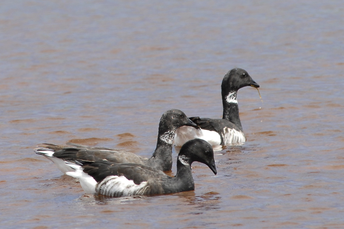 Brant Goose – コクガン