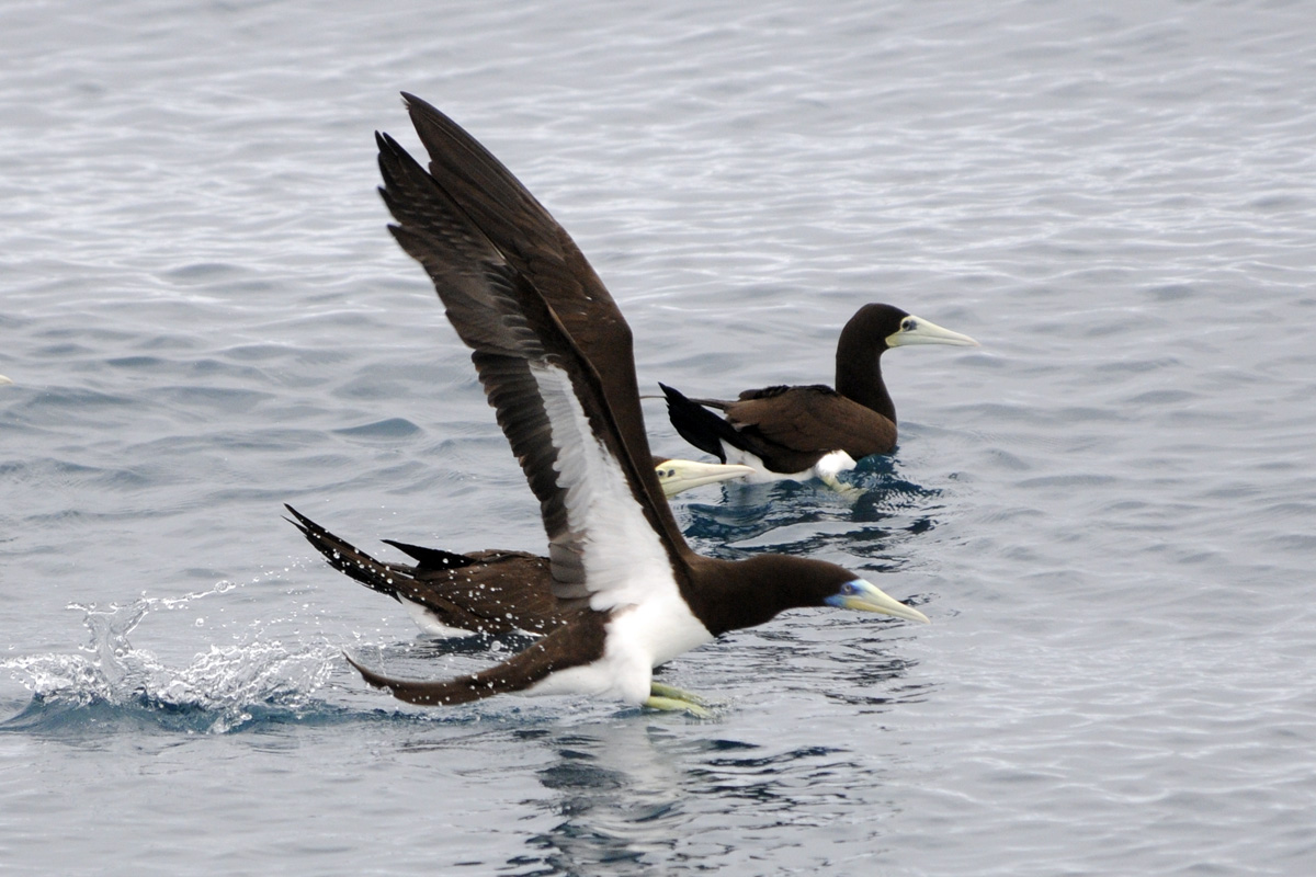 Brown Booby – カツオドリ