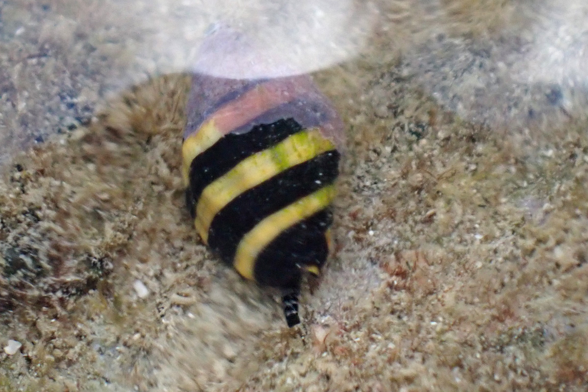 Bumble Bee Snail – ノシガイ