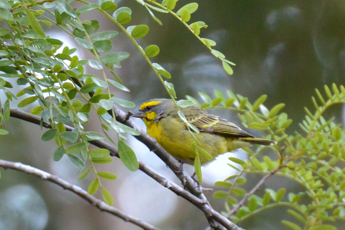 Yellow-fronted Canary – キマユカナリア