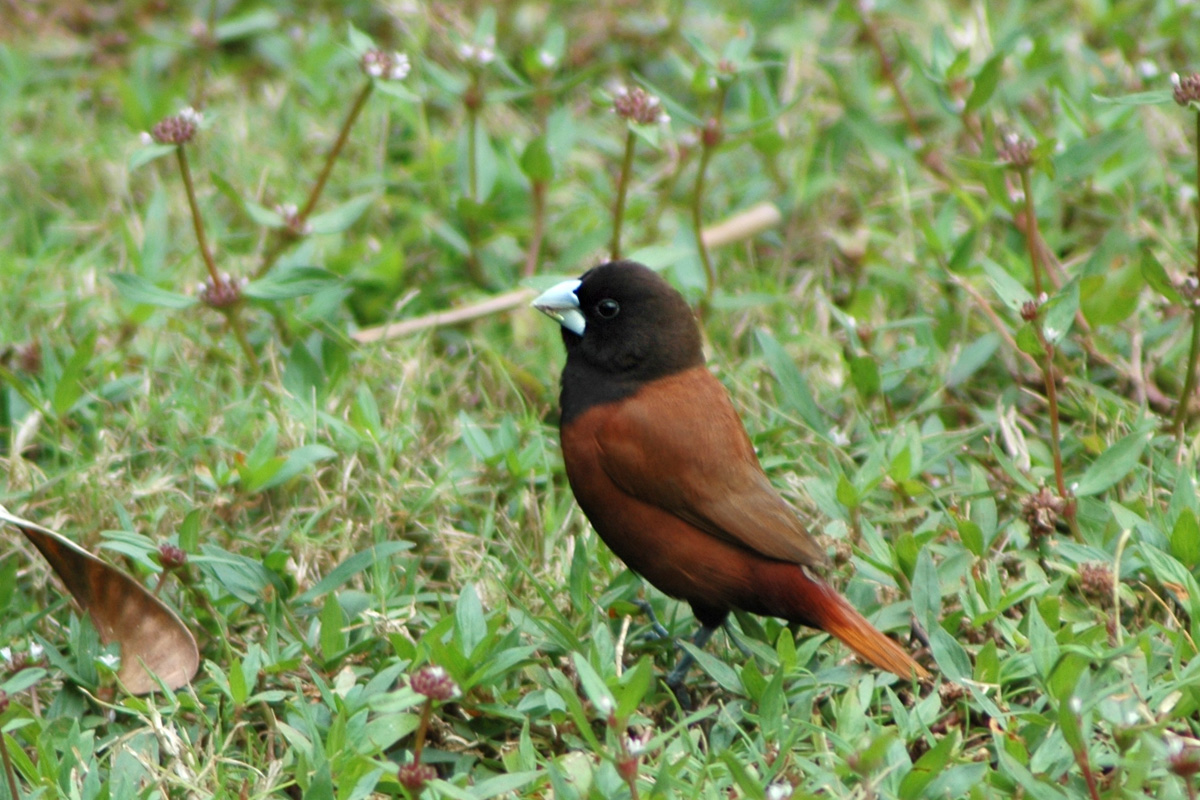 Chestnut Munia – キンパラ