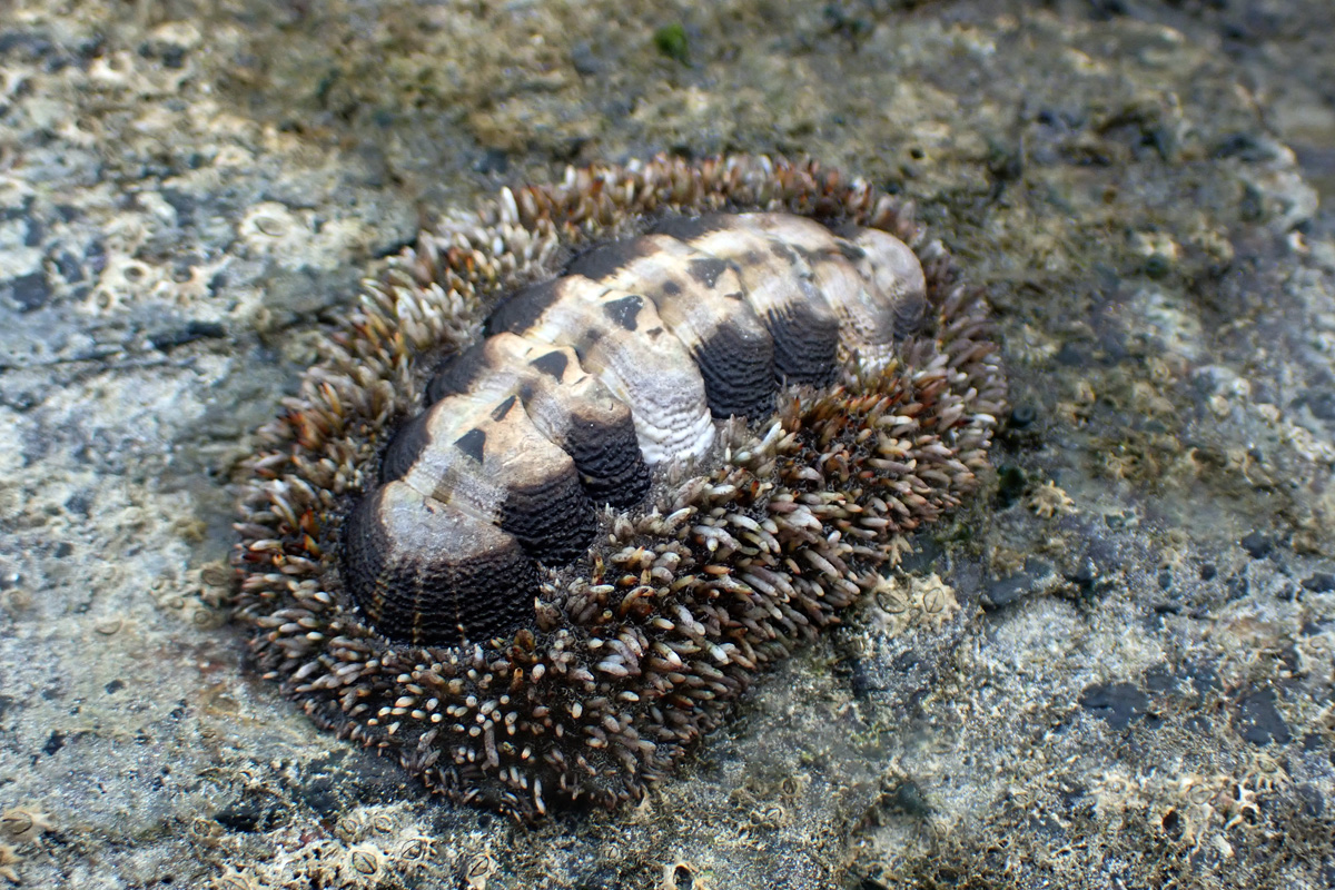 Japanese Chiton – ヒザラガイ