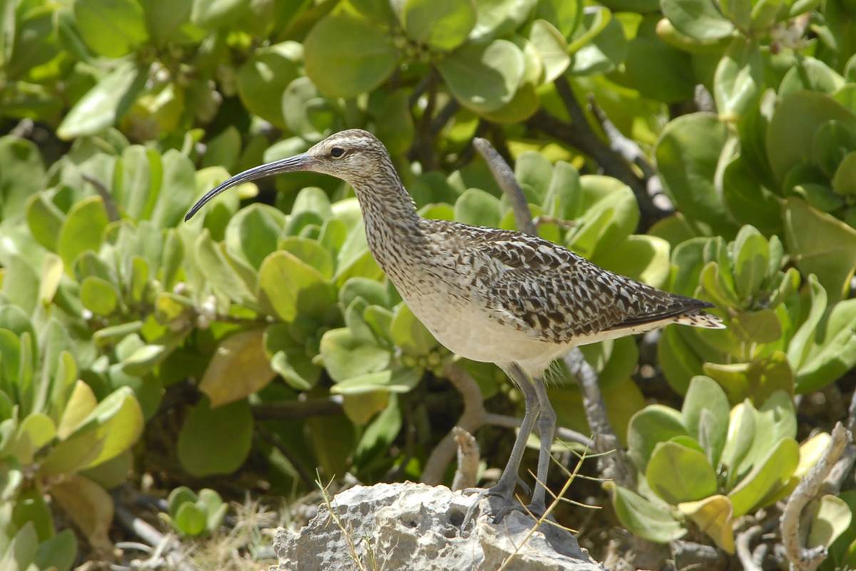 Bristle-thighed Curlew – ハリモモチュウシャク