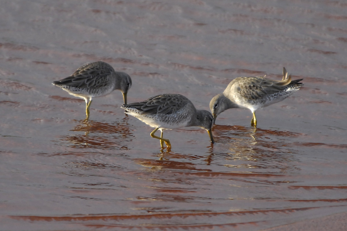 Dowitcher – オオハシシギ